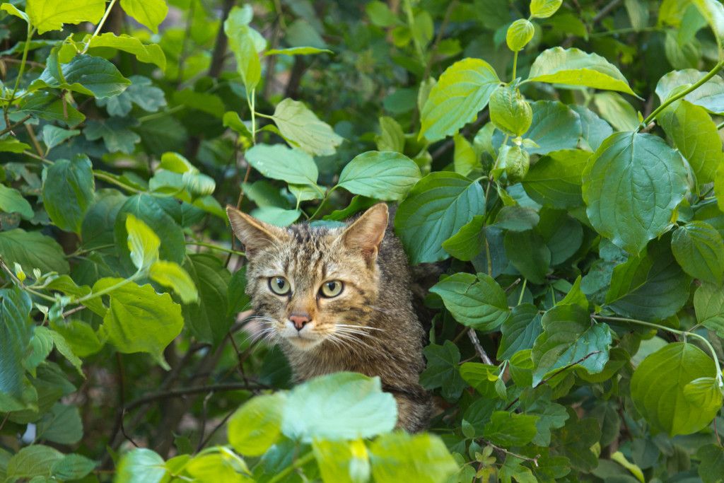 Wildkatze