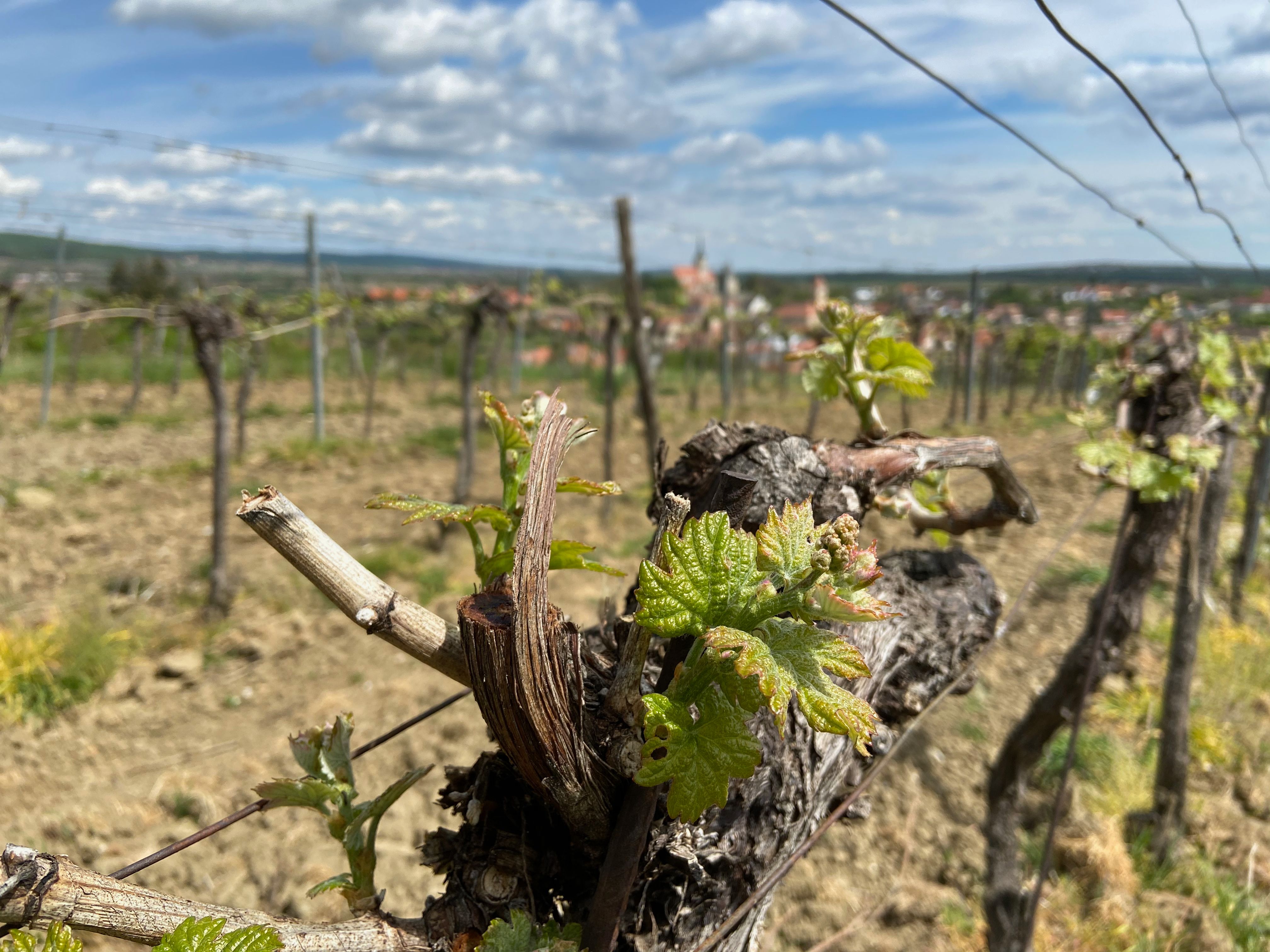Nahaufnahme von Weinreben mit jungen Blättern in einem Weinberg, im Hintergrund eine unscharfe Landschaft mit Dorf und Kirche.