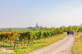 Weinwandern rund um Pulkau, © Retzer Land/Buchgraber