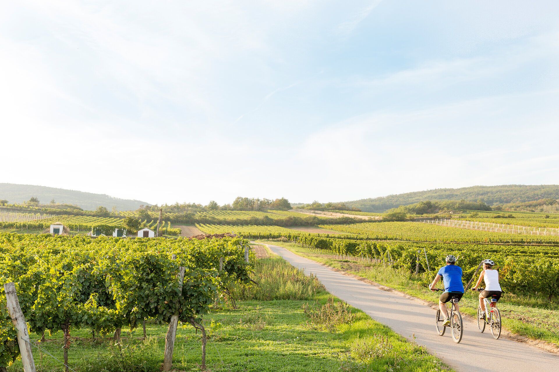 Sanfte Hügel und endlose Weinreben umgeben die Radfahrer, die in der warmen Sonne des Weinviertels unterwegs sind. Die frische Luft und die malerische Landschaft laden dazu ein, die Schönheit der Natur zu genießen und die Seele baumeln zu lassen.