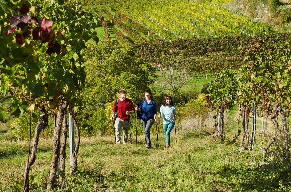 Weinwandern: vorbei an Weingärten, © Weinviertel Tourismus / Michael Liebert
