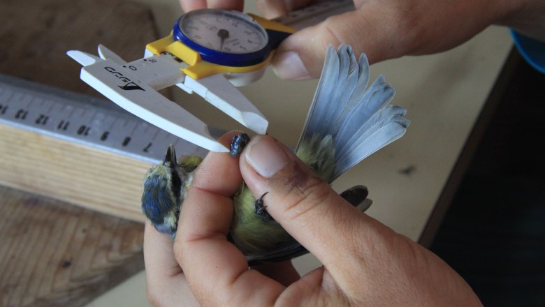 Eine Person misst die Fl&uuml;gelspannweite eines kleinen Vogels mit einer Schieblehre.