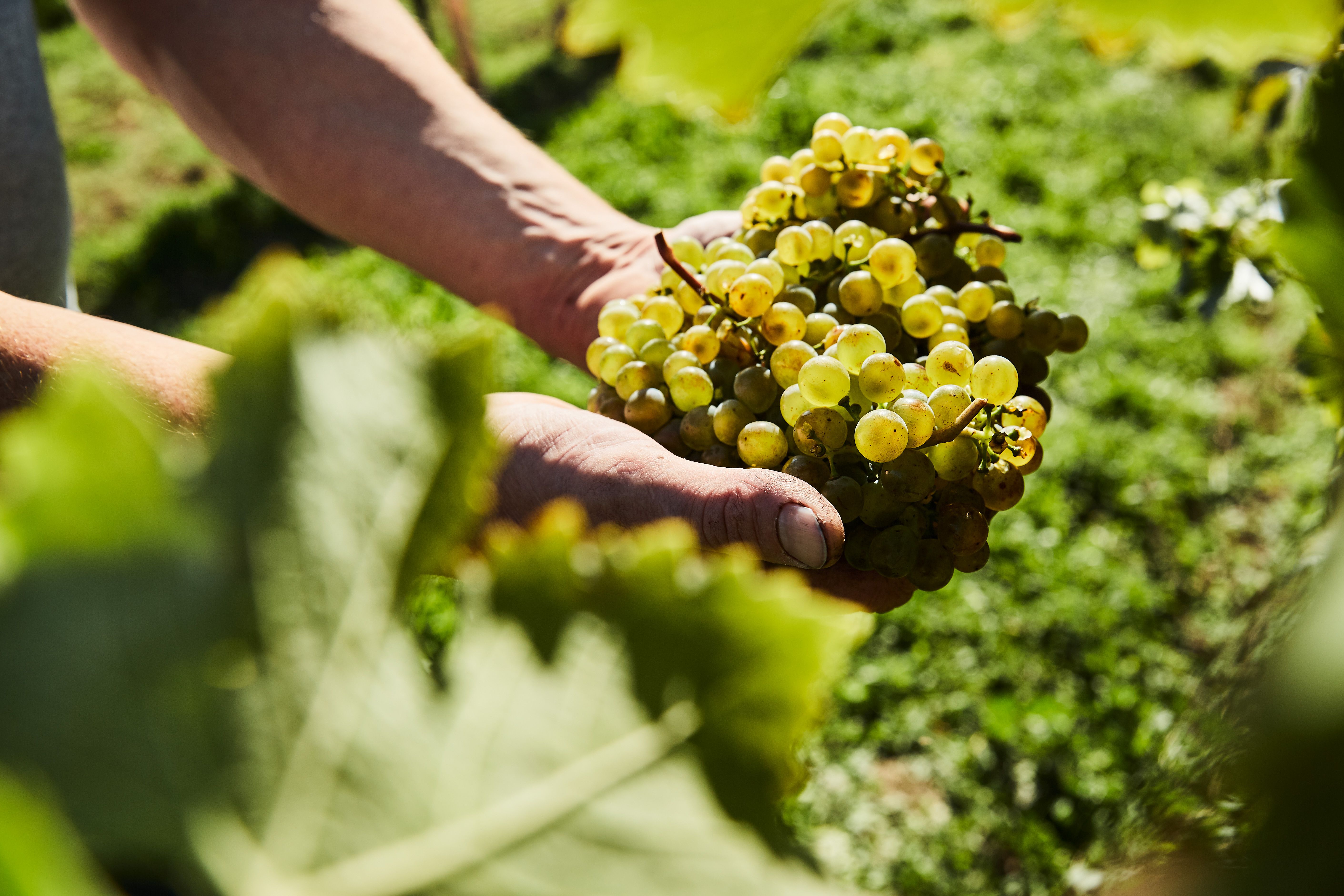 Close-up of hands holding a bunch of grapes in the vineyard.