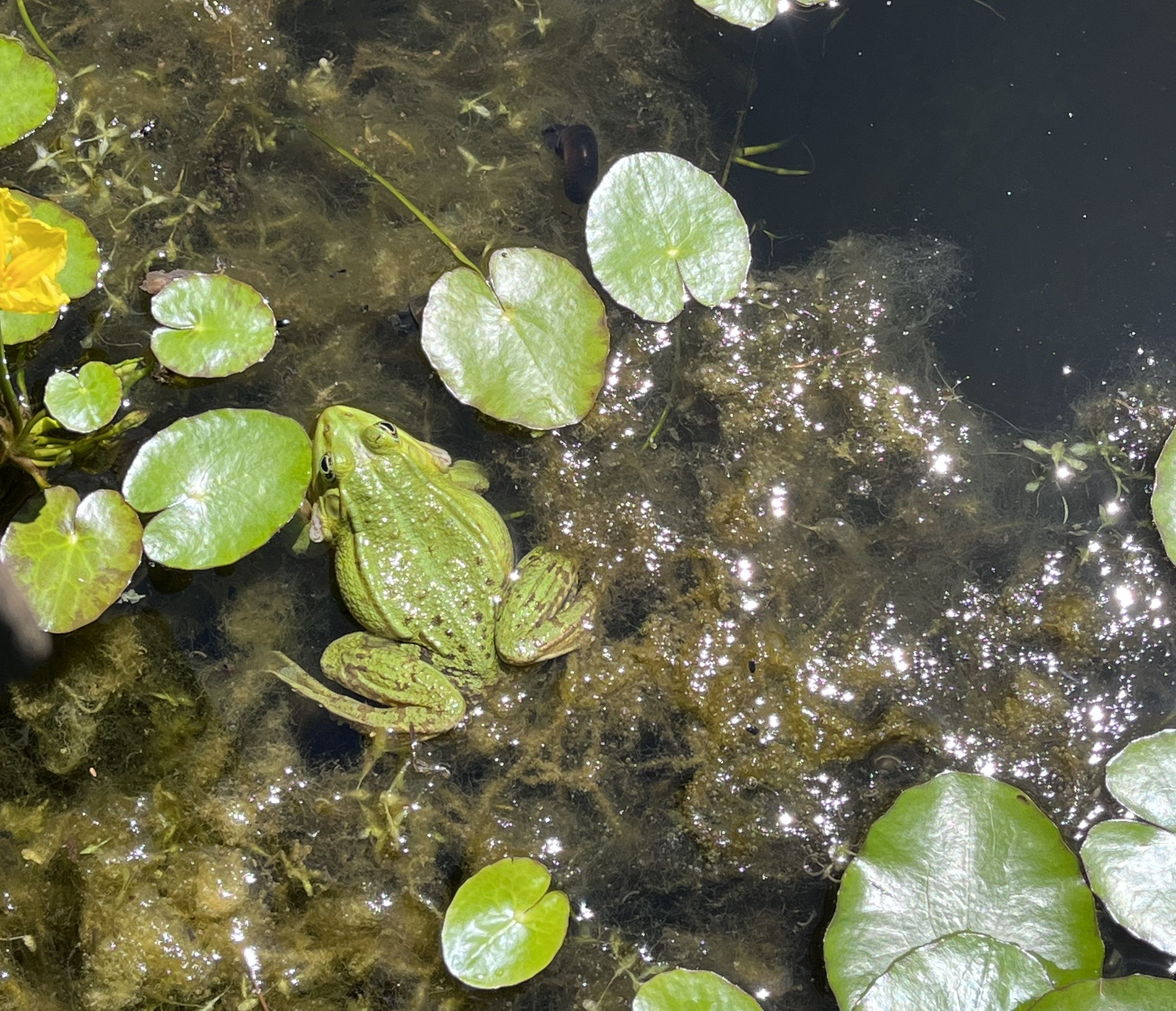 Ein grüner Frosch sitzt auf Wasserpflanzen in einem Teich, umgeben von Seerosenblättern und Sonnenlichtreflexionen.