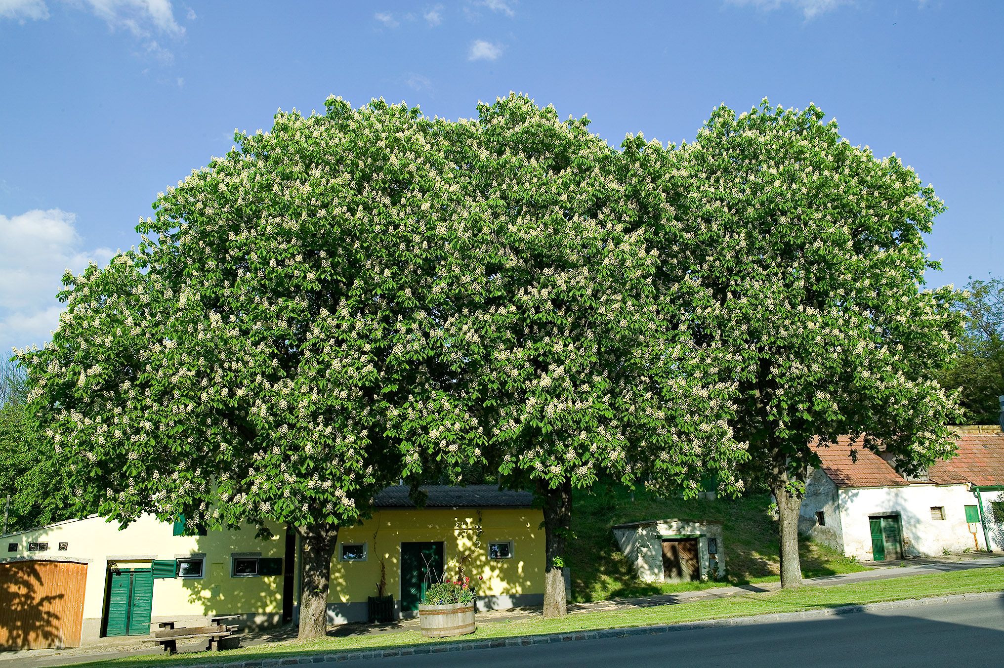 Large chestnut trees in front of a yellow building with green shutters in Auersthal.