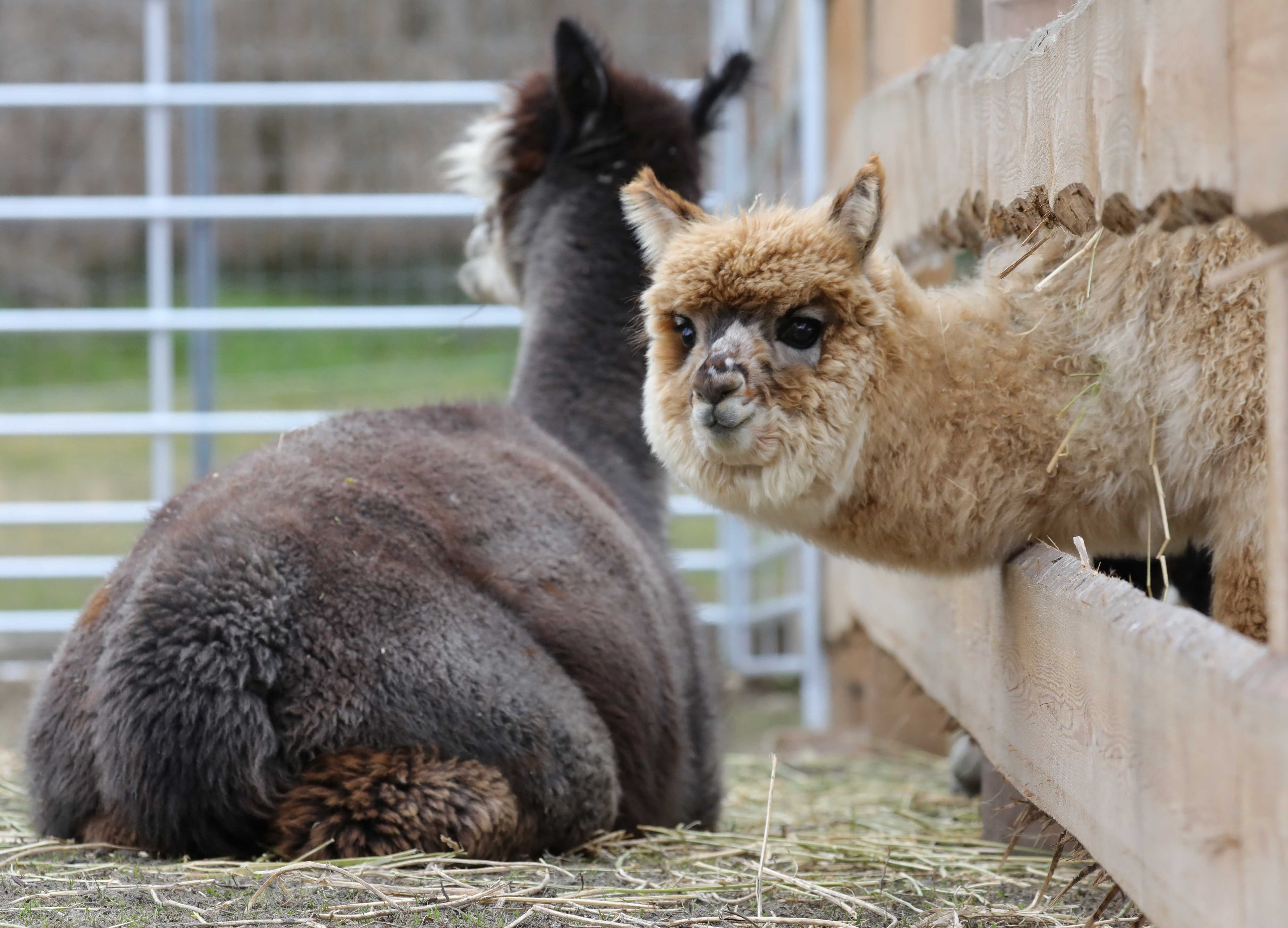 Zwei Alpakas in einem Gehege, eines schaut durch einen Zaun.