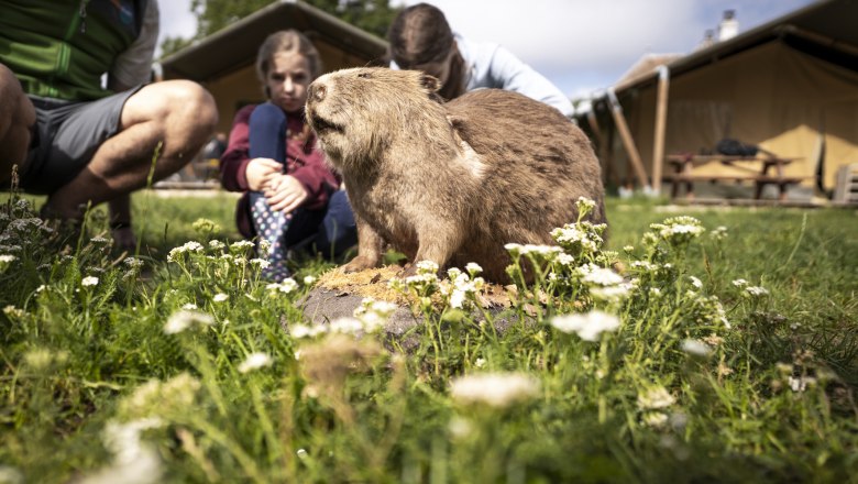 Tierischer Besuch im Camp, &copy; Stefan Leitner