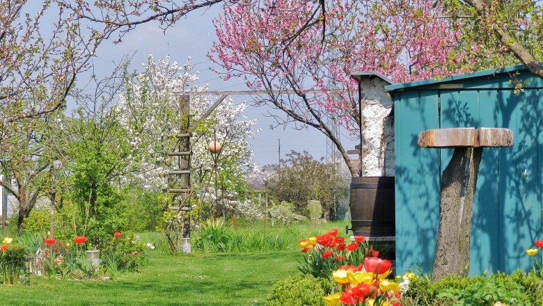 Frühlingsgarten mit blühenden Bäumen und Tulpen.