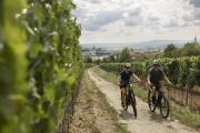 Weinradrouten, &copy; Weinviertel Tourismus / Markus Fr&uuml;hmann
