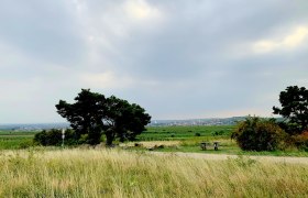 Landschaft mit Baum, Bank und weitem Himmel.