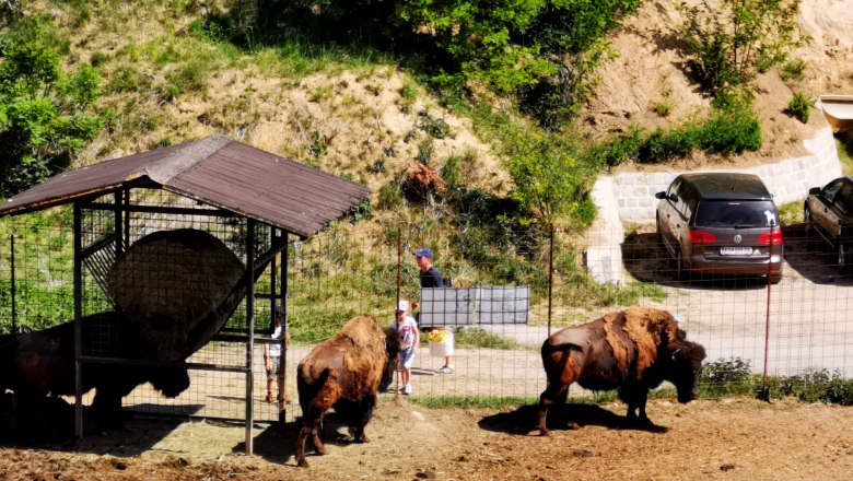 Bison in an enclosure with visitors and cars in the background.