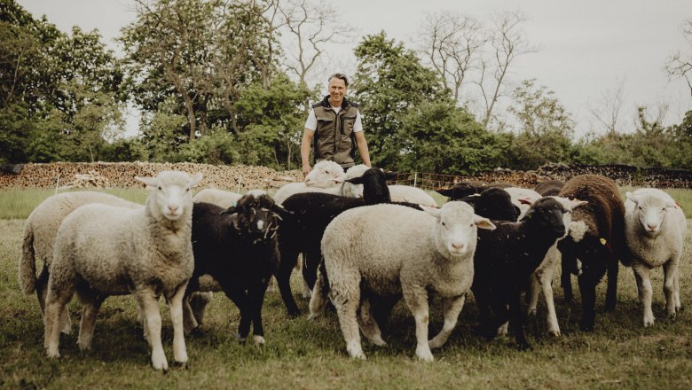 A man stands behind a flock of sheep in a meadow with trees in the background.