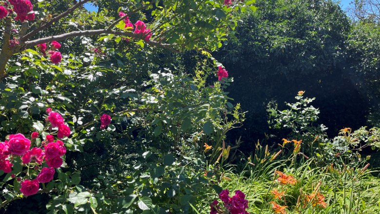Ein bl&uuml;hender Garten mit rosa Rosen und orangefarbenen Lilien unter einem klaren blauen Himmel.