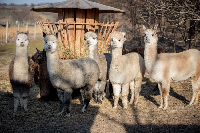 Eine Gruppe von Alpakas steht vor einem Futterspender auf einem Feld.