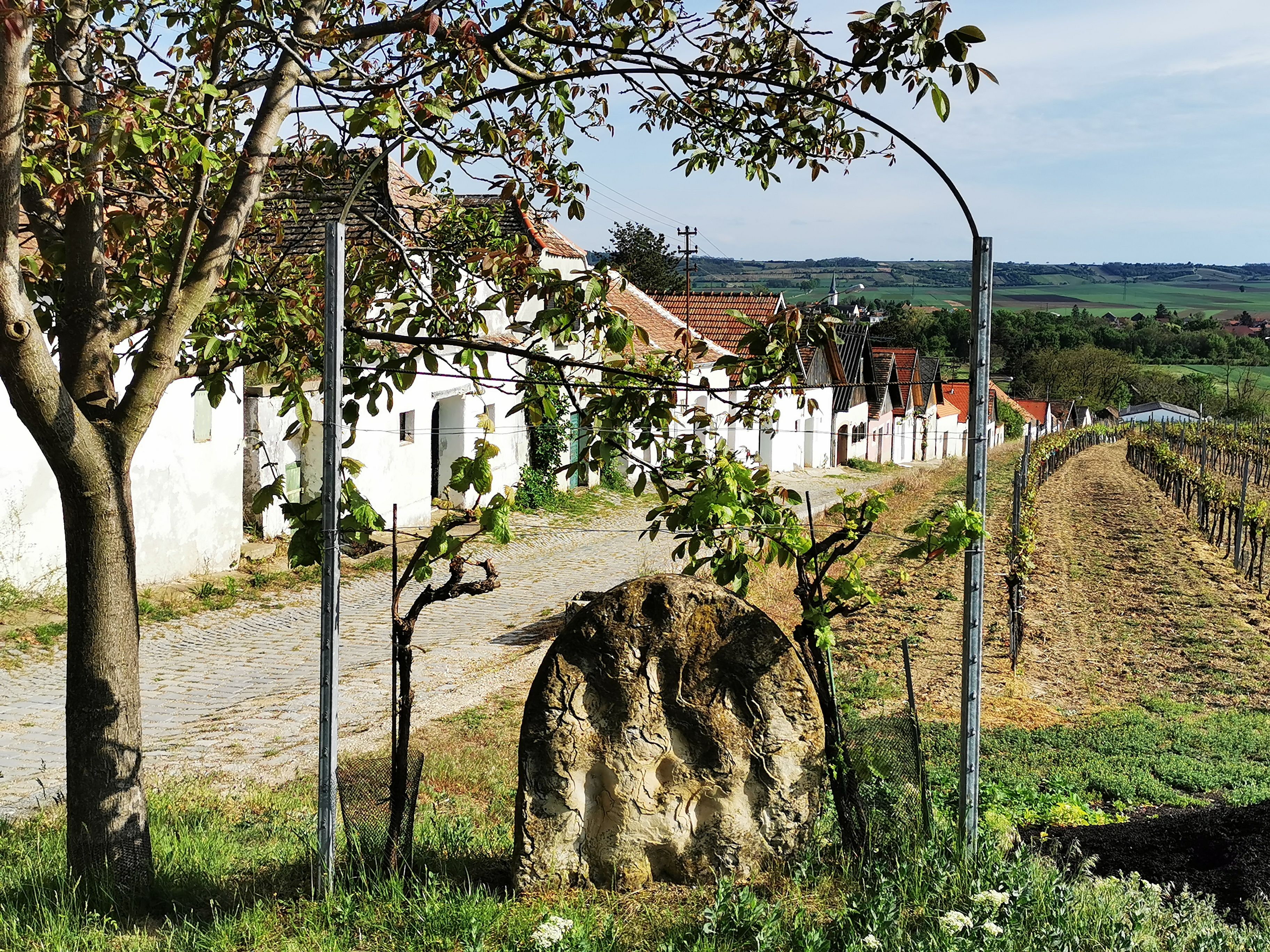Vineyards and cellar houses in Haugsdorf, Austria.