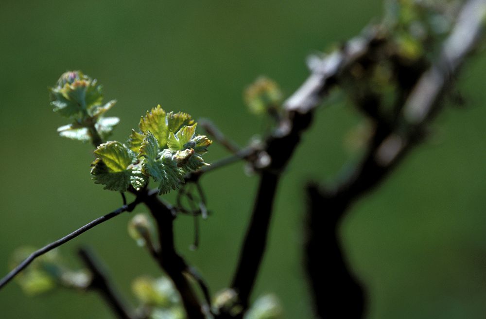 Close-up of young vine leaves on a vine against a blurred background.
