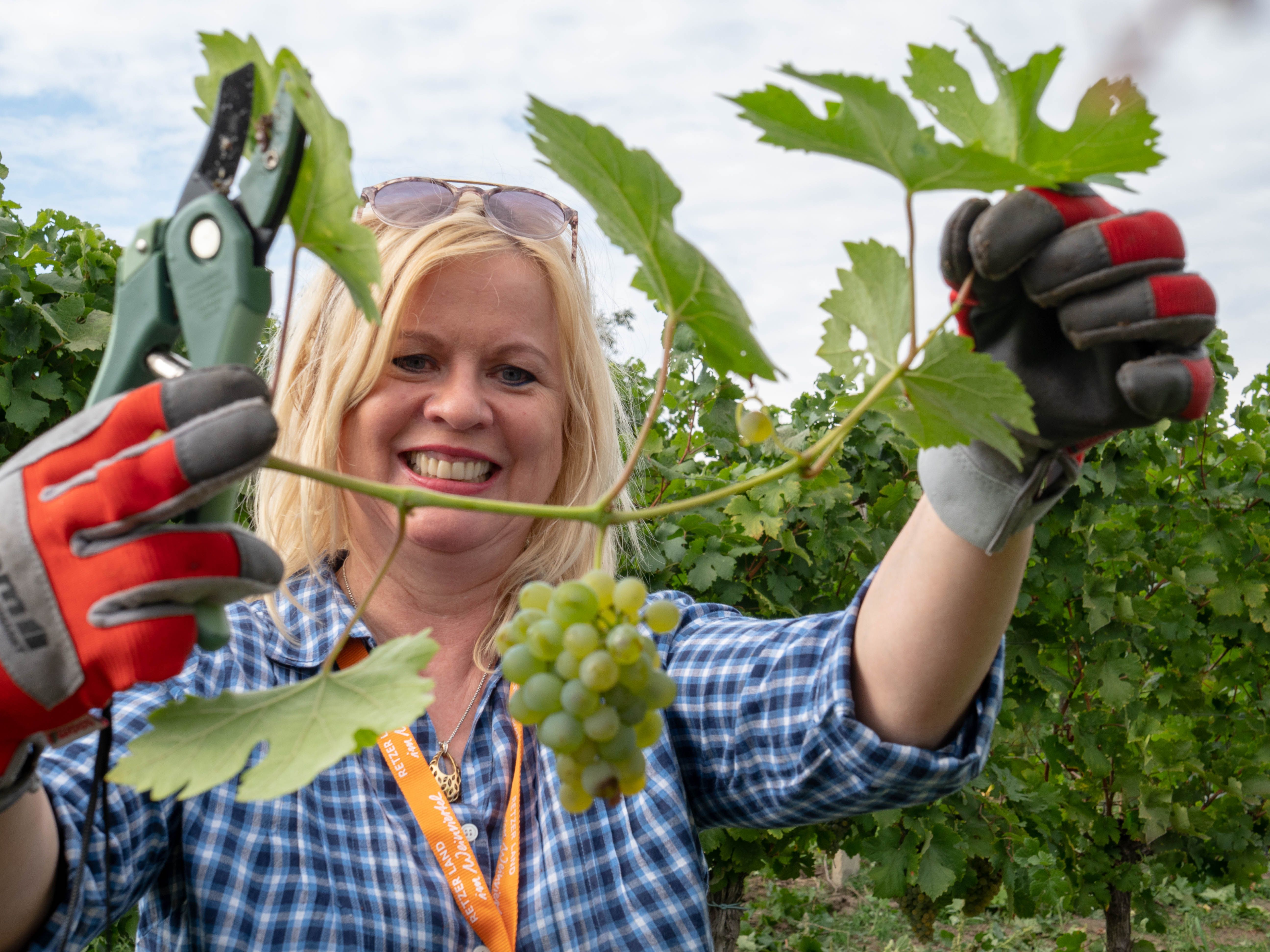 Das Foto zeigt eine Dame im Weingarten bei der Weinlese