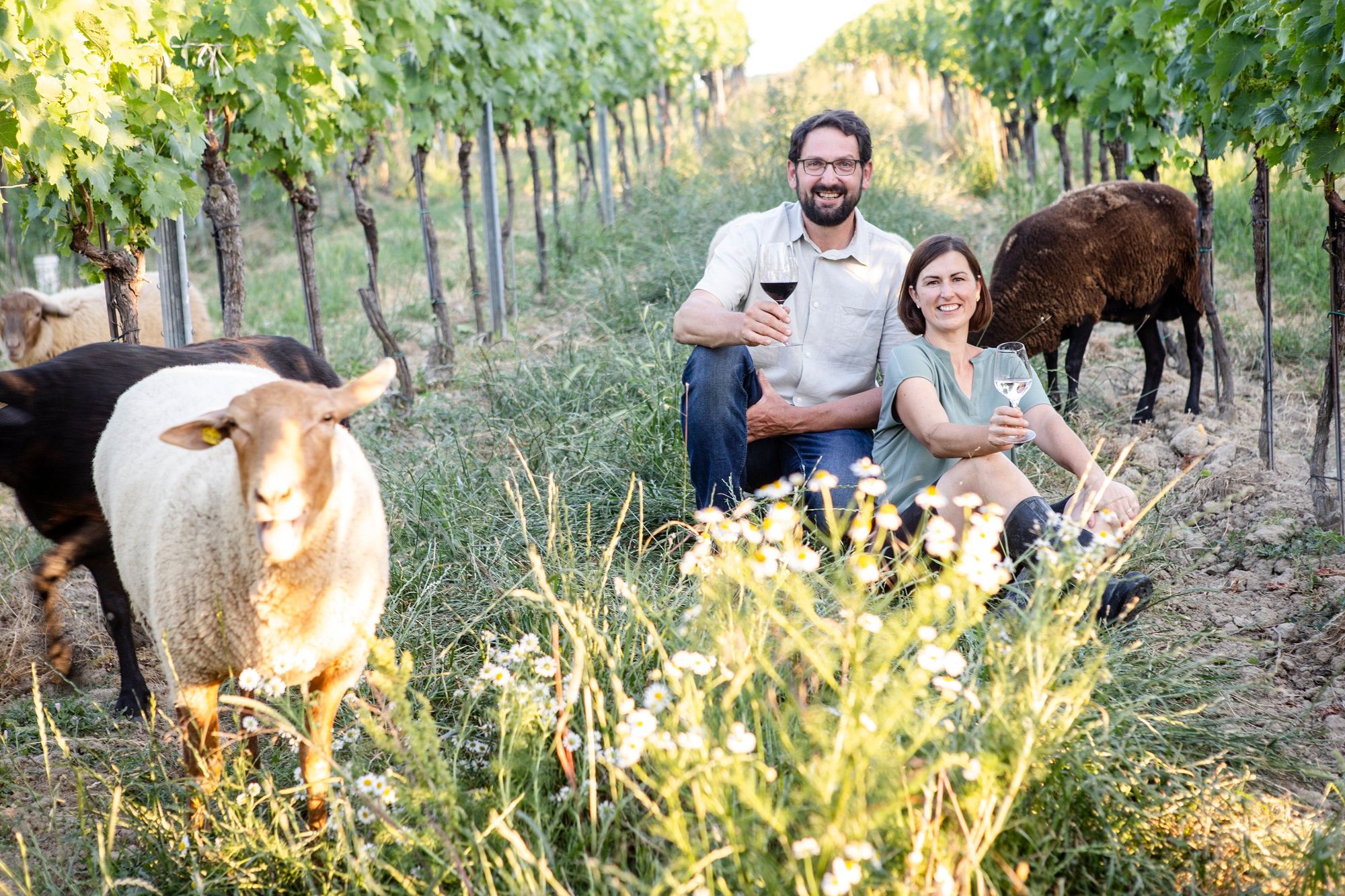 Zwei Personen sitzen in einem Weinberg mit Schafen und halten Weingläser.
