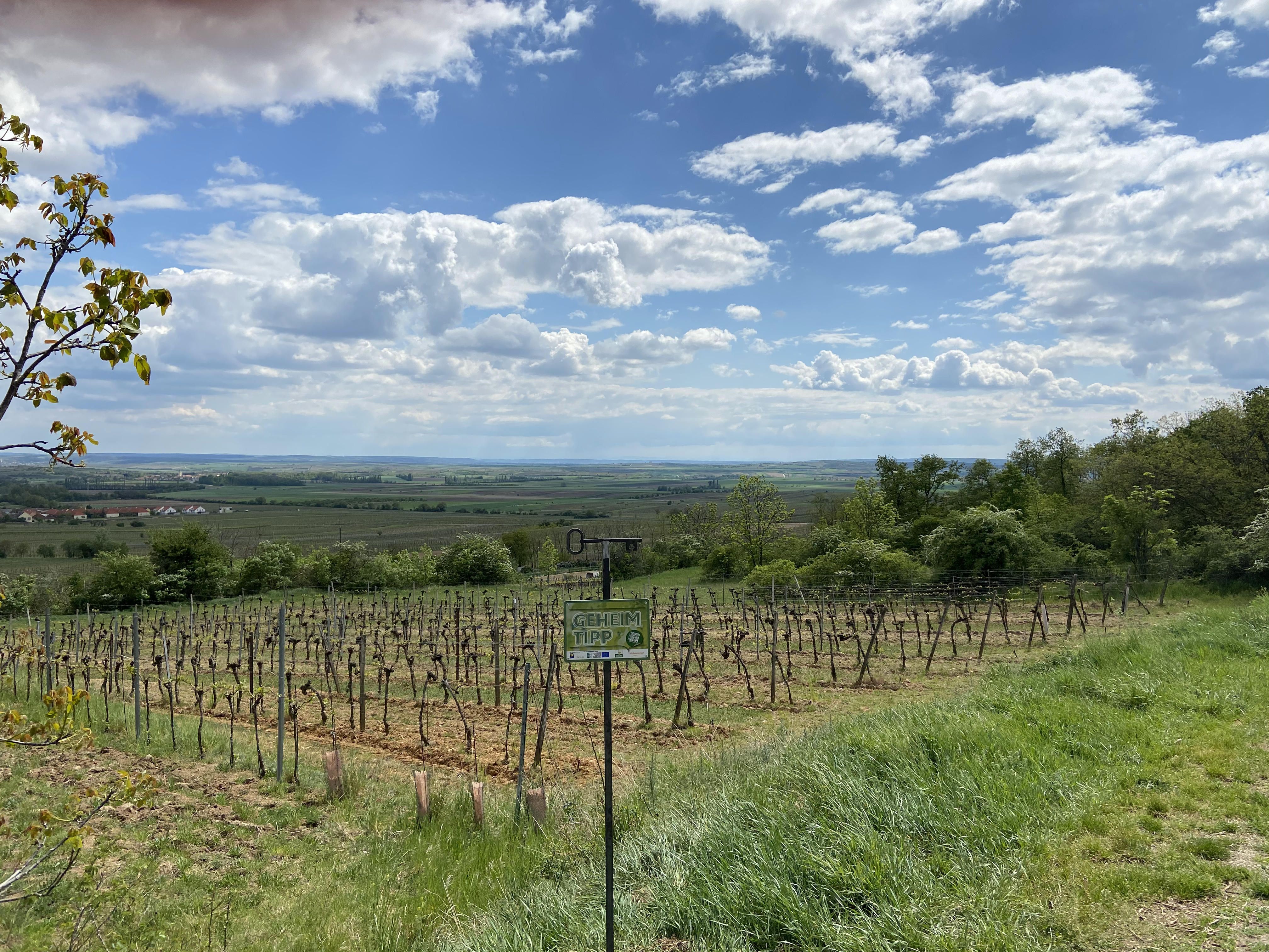 Weinberg im Weinviertel mit weitem Blick über die Landschaft, blauer Himmel und Wolken.