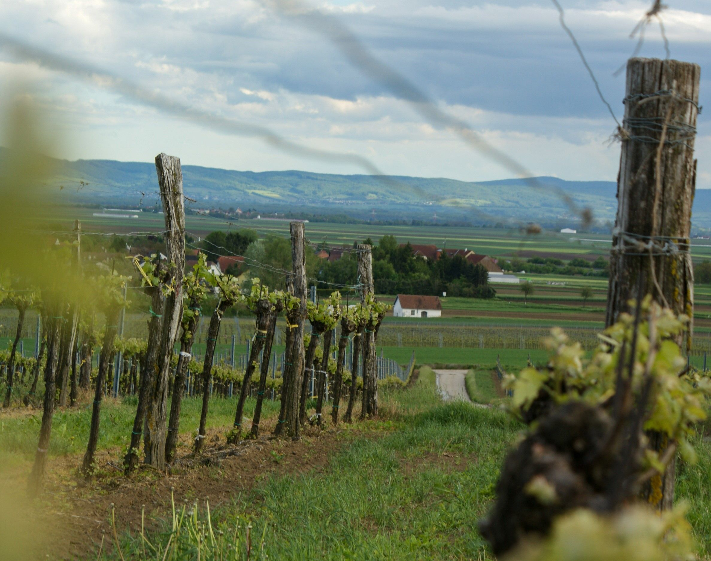 Vineyards in Niederrußbach with a view of a valley and hills in the background.
