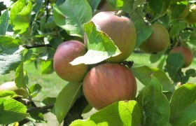 Nahaufnahme von roten &Auml;pfeln an einem Baum mit gr&uuml;nen Bl&auml;ttern.