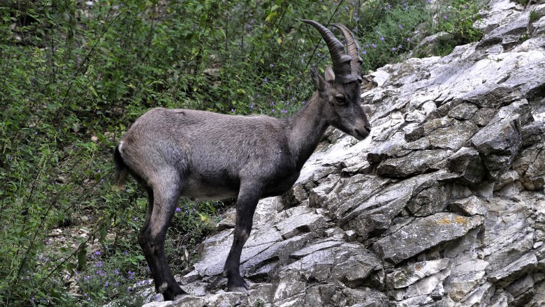 Ein Steinbock steht auf einem felsigen Hang im Wildpark Ernstbrunn.