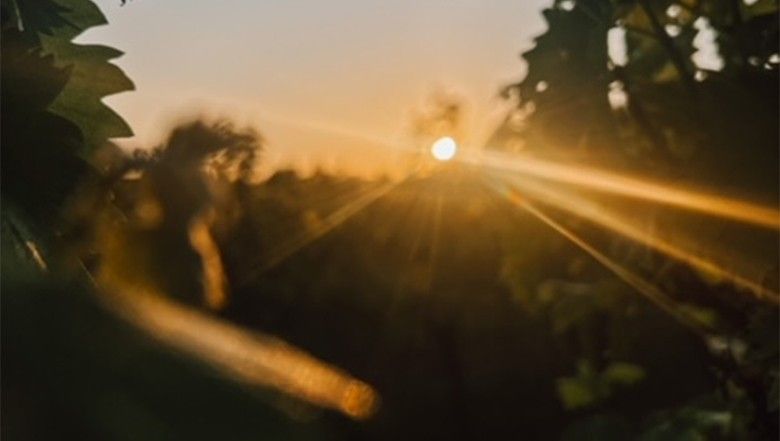 Die Weinberge und den Wein bei Sonnenuntergang genießen ...