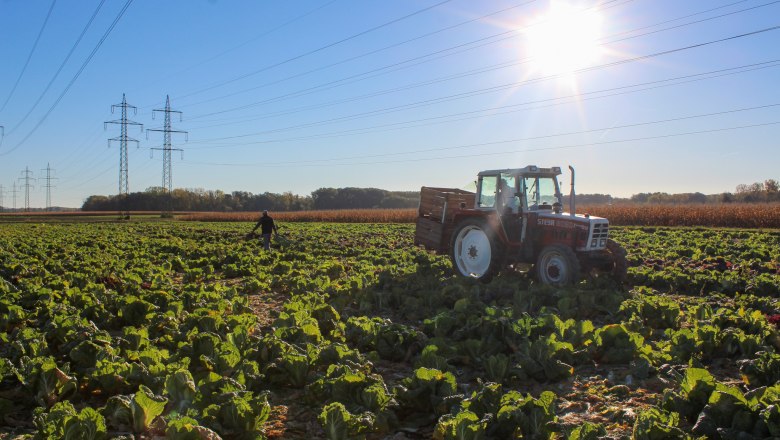 Ein Traktor auf einem Feld mit Kohlpflanzen unter einer strahlenden Sonne.