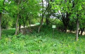 Gr&uuml;ne Wiese mit B&auml;umen und einem Schild mit der Aufschrift 'Geheimtipp'.