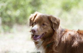 Urlaub mit Hund, &copy; Weinviertel Tourismus / Himml