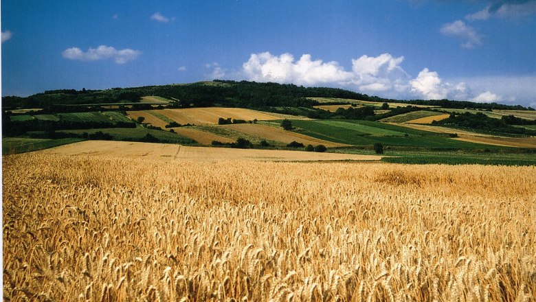 Weizenfeld vor einer hügeligen Landschaft mit blauem Himmel und Wolken.