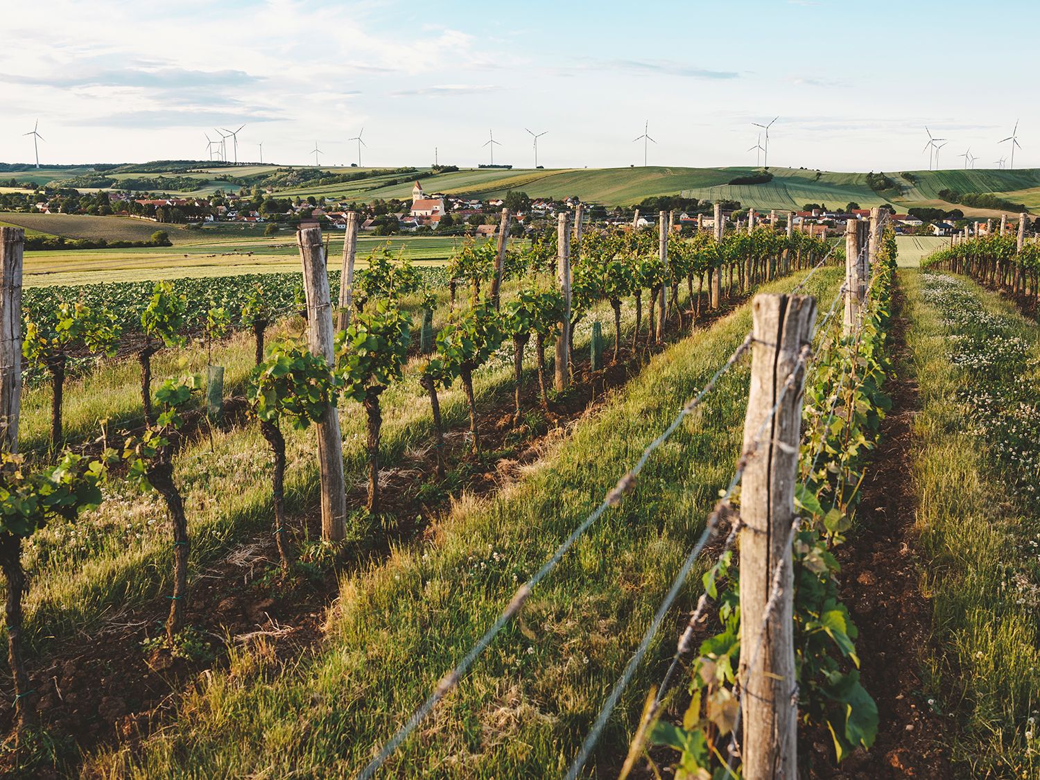 Vineyards in Eibesthal with wind turbines in the background.