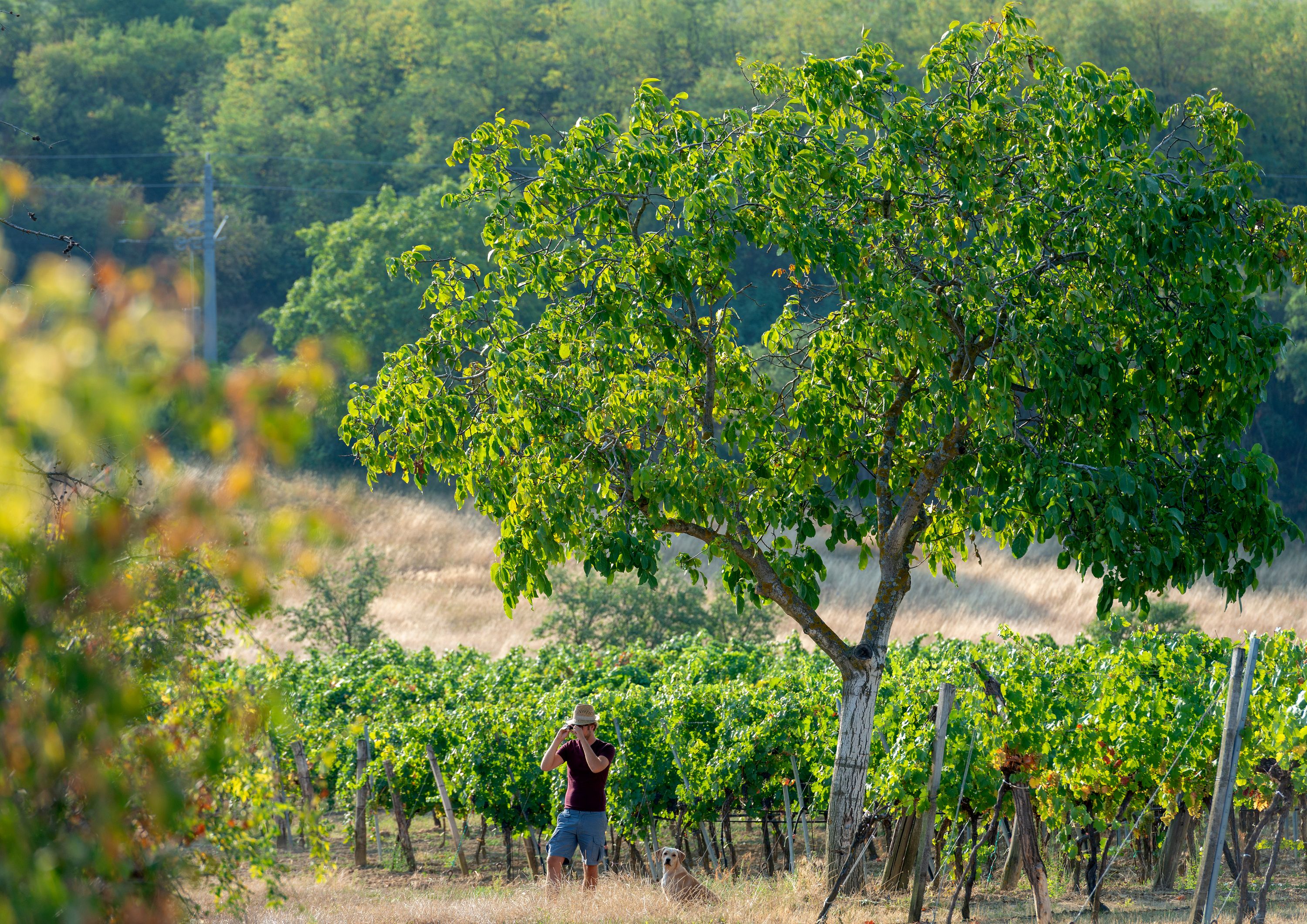 A man in a hat takes a photo in a vineyard next to a tree, while a dog sits beside him.