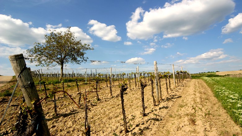 Weinberg mit Rebst&ouml;cken und Baum unter blauem Himmel mit Wolken.
