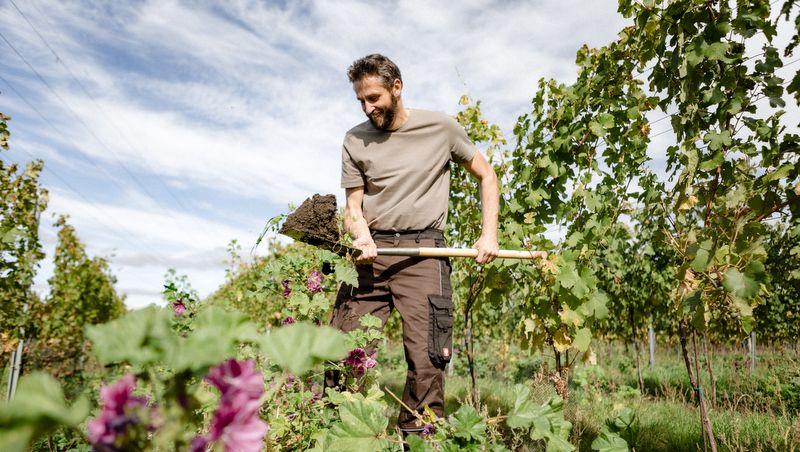 Man working with a shovel in the vineyard.