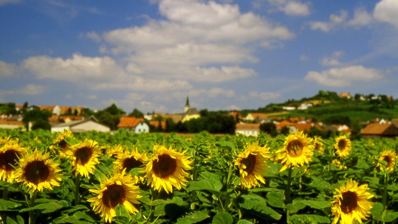 Ein Feld voller blühender Sonnenblumen vor einem Dorf mit Kirche und Hügeln im Hintergrund.