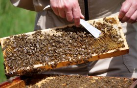 Bienenwabe, &copy; IMKEREI Mario Waismayer