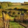 Weinberge im Herbst mit buntem Laub und kleinen Häusern im Hintergrund.