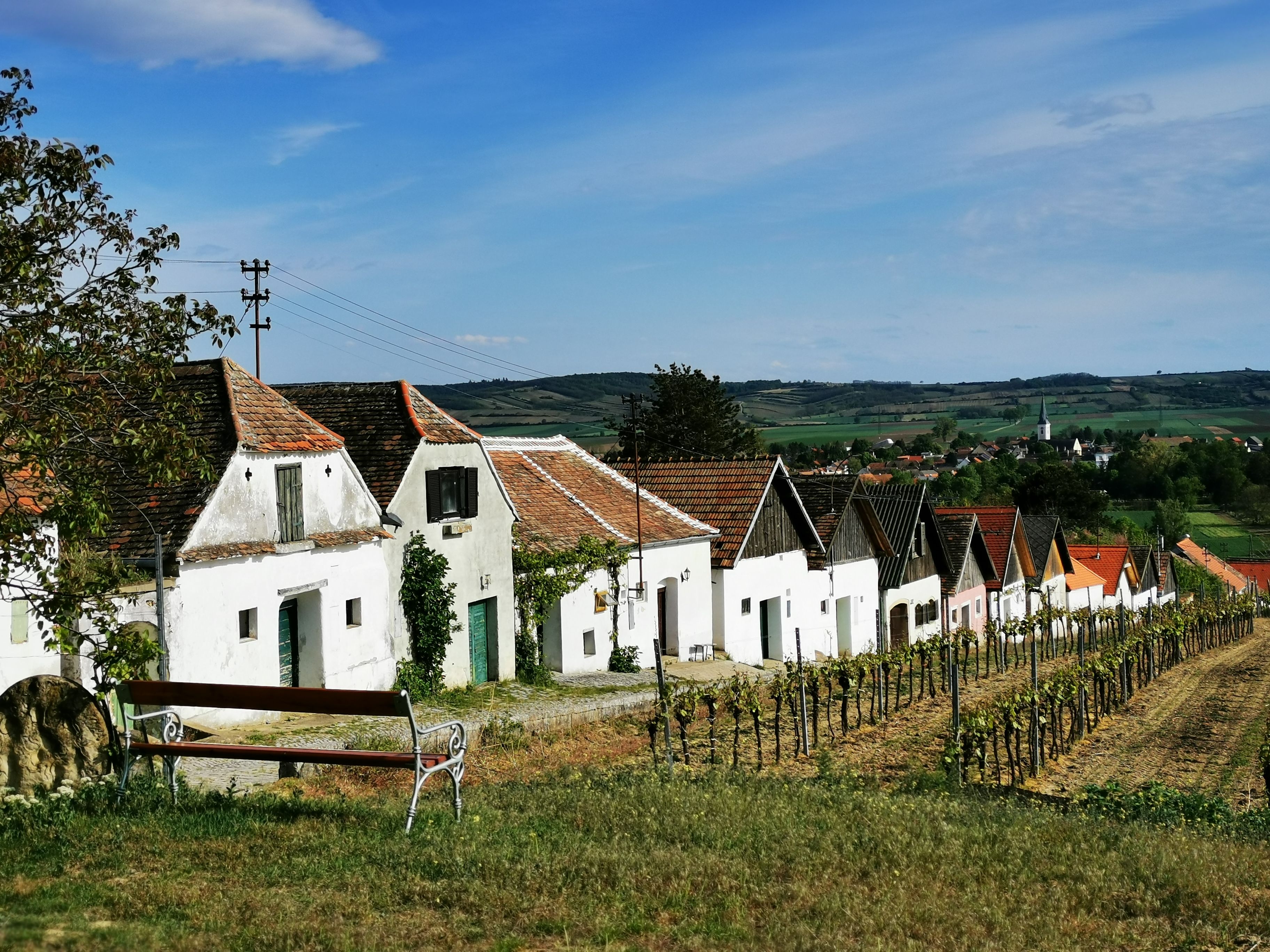 Row of wine cellars in Haugsdorf with vines in the foreground and village in the background.
