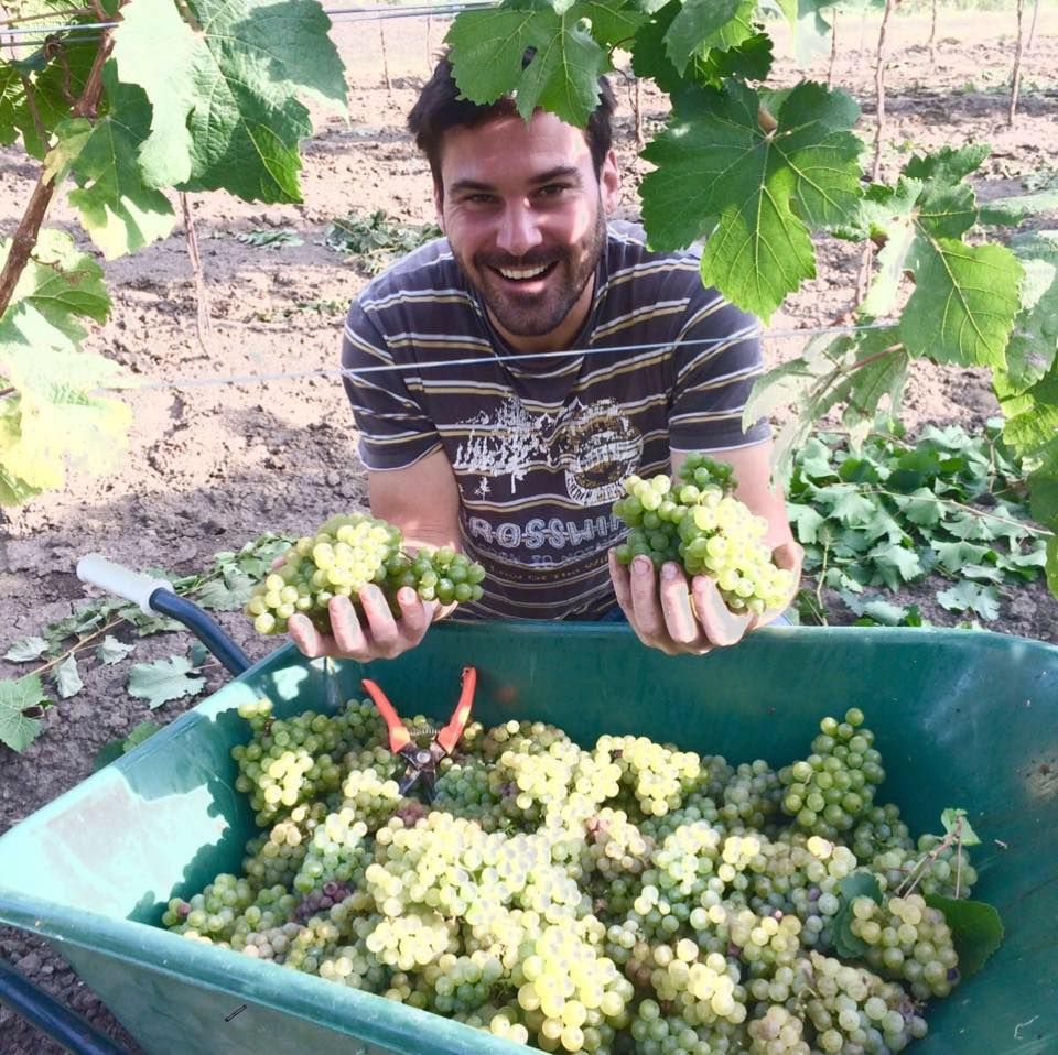 Man harvesting grapes in his hands in front of a full container.