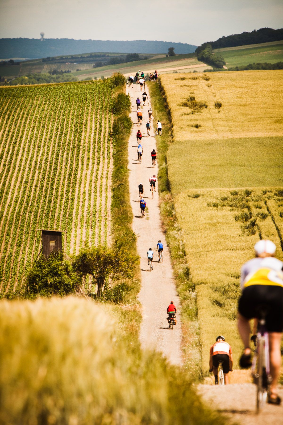 Radfahrer schlängeln sich entlang eines asphaltierten Weges durch die Weinviertler Landschaft.