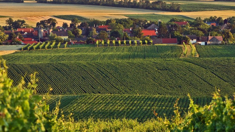 Landschaft mit Weinbergen und Dorf im Hintergrund.
