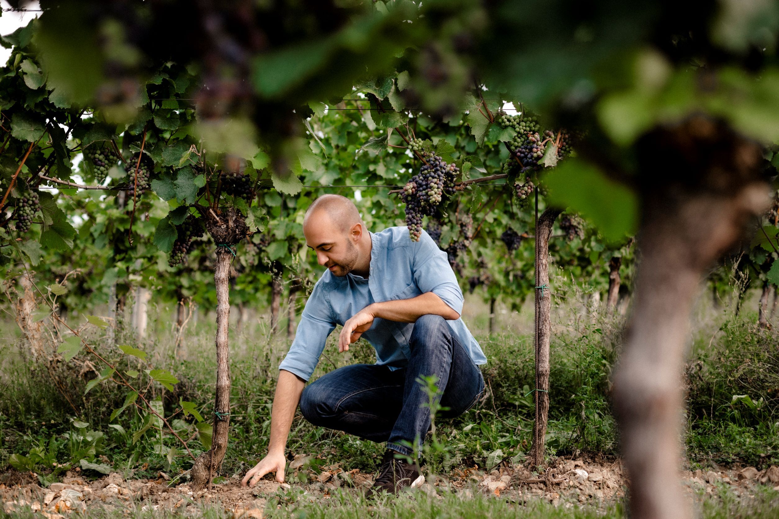 Muž v modrej košeli kľačí vo vinici a dotýka sa zeme.