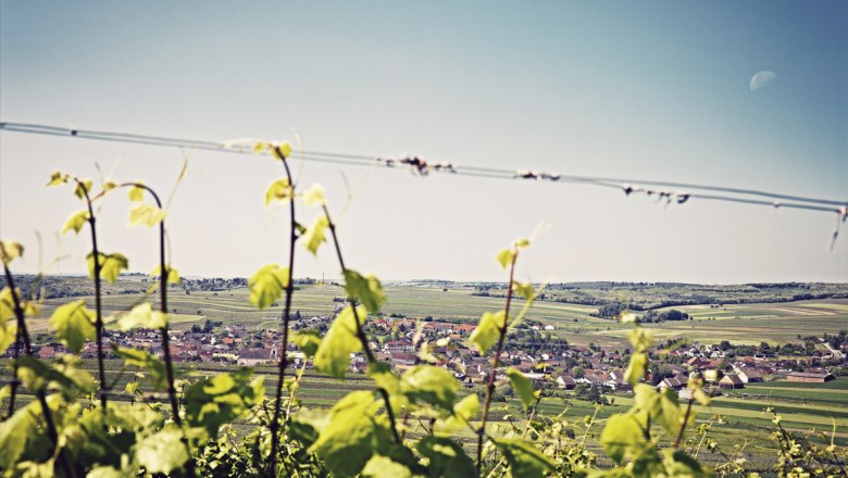 Blick über Weinreben auf das Dorf Schrattenberg in einer hügeligen Landschaft.