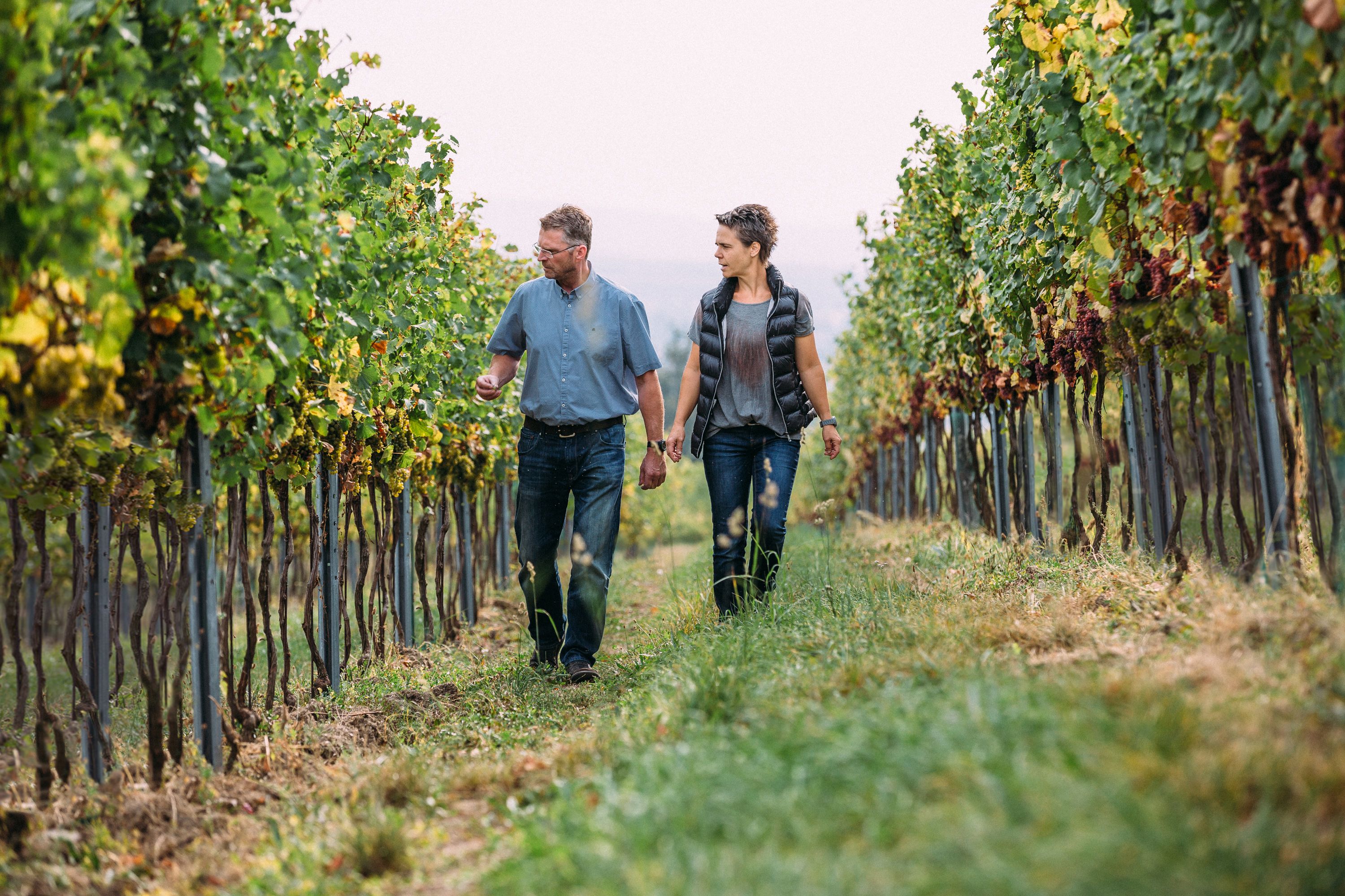 Two people walk through a vineyard.