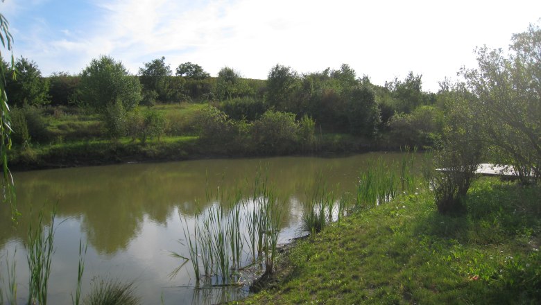 A small pond with reeds and trees in the background under a blue sky.