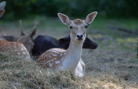 Rehe im Wildpark Ernstbrunn, &copy; Weinviertel Tourismus / Robert Herbst