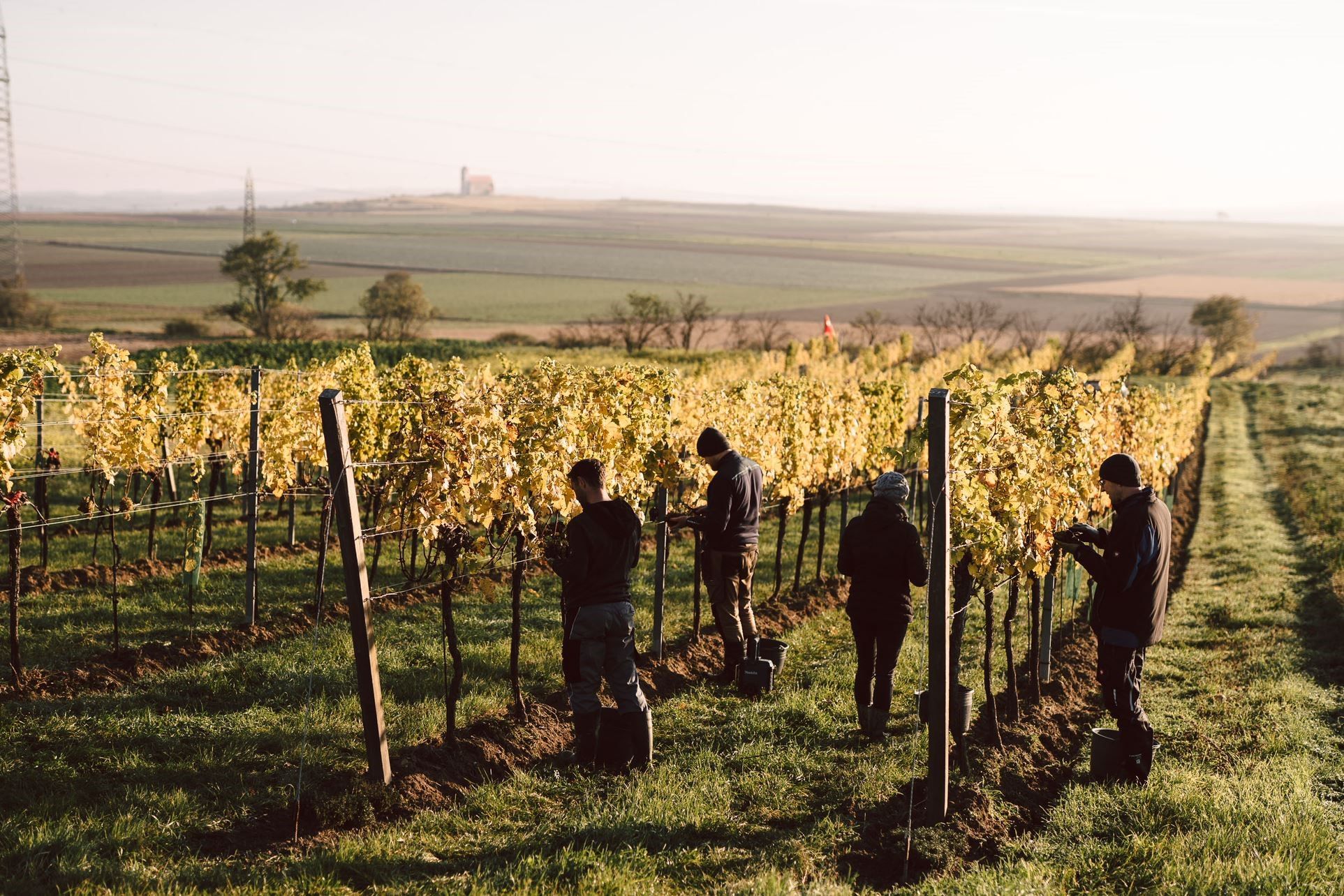 People working in a vineyard at sunrise.