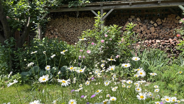 A blooming garden with daisies and a pile of wood in the background.