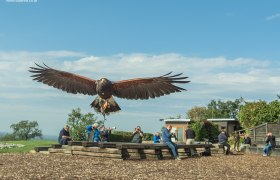 Ein Greifvogel fliegt direkt auf die Kamera zu, während Menschen im Hintergrund auf einer Bank sitzen und fotografieren.